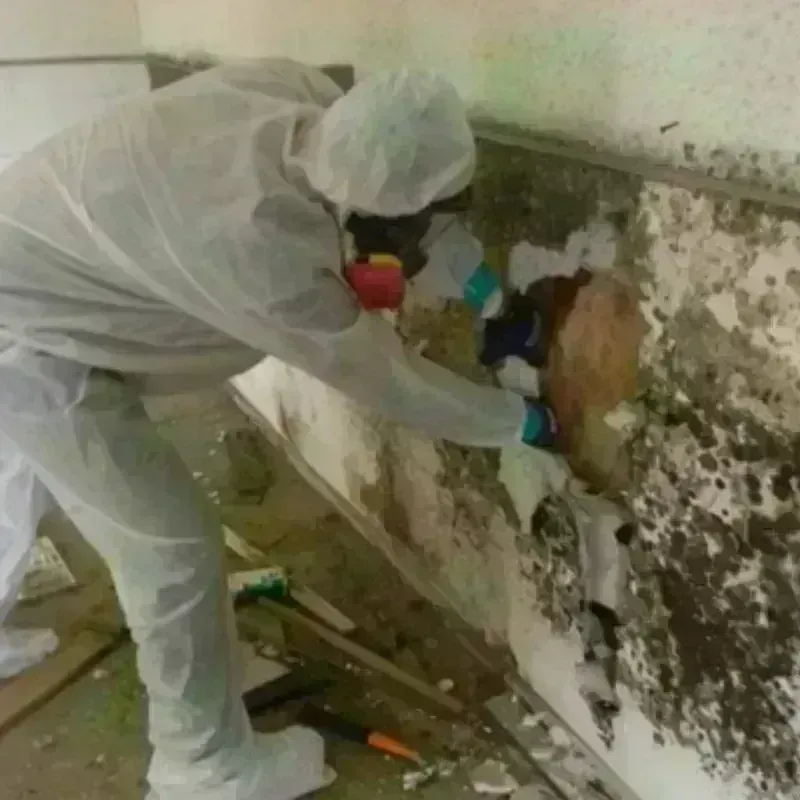 Mold Remediation and Removal in Scobey, MT